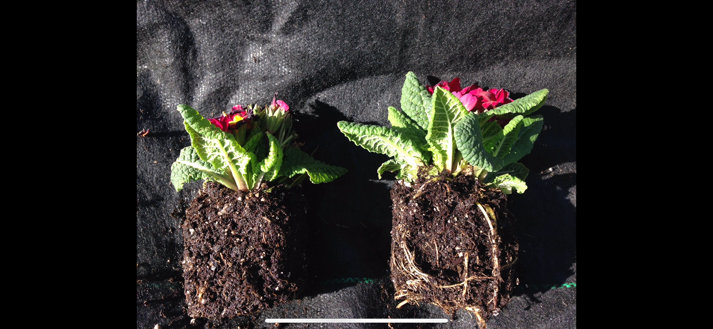 C1 Plant and Flowers