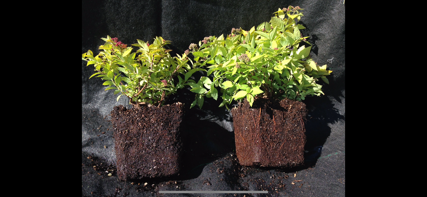 C1 Plant and Flowers