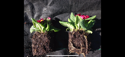 C1 Plant and Flowers