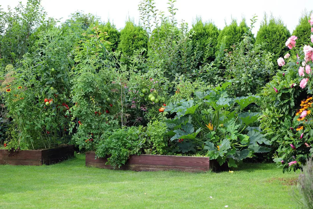 Garden with raised beds filled with plants and flowers, including tomatoes and large green leaves.