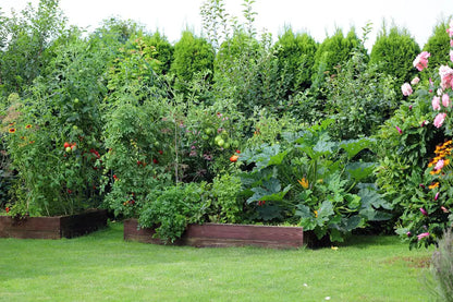 Garden with raised beds filled with plants and flowers, including tomatoes and large green leaves.