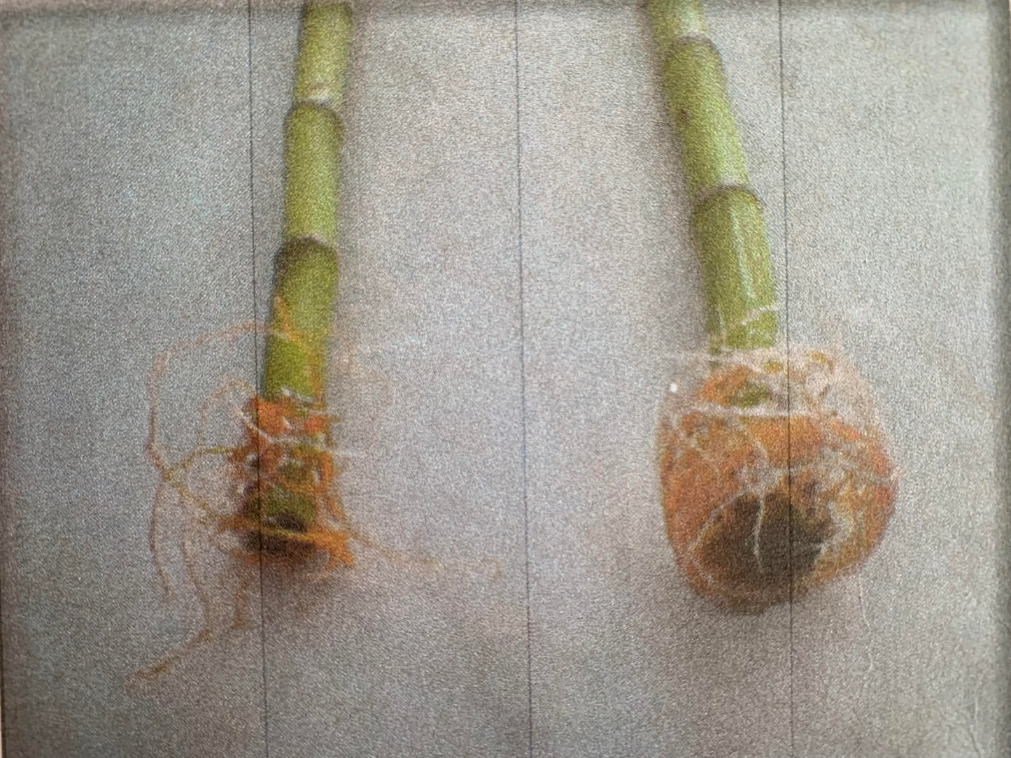 C1 Plant and Flowers